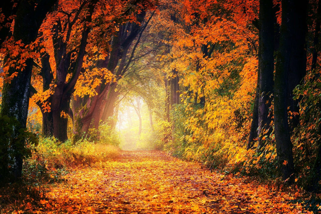 Herbstwald mit Weg und Nebel