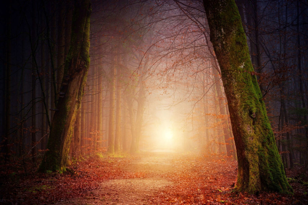 mystischer Waldweg mit Herbstlaub