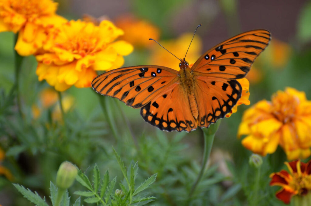 sexuelles Trauma heilen von der Raupe zum Schmetterling 