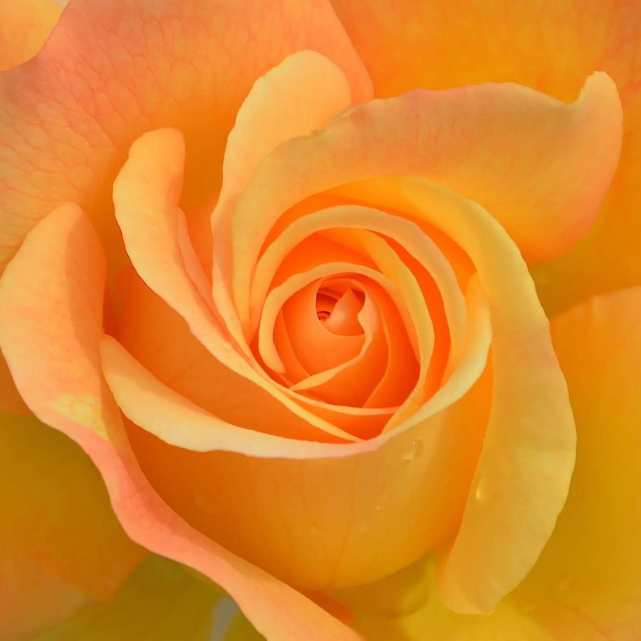 Rose orange Sexualität